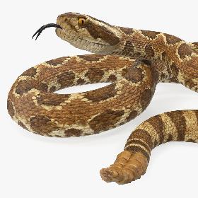 3D Light Rattlesnake